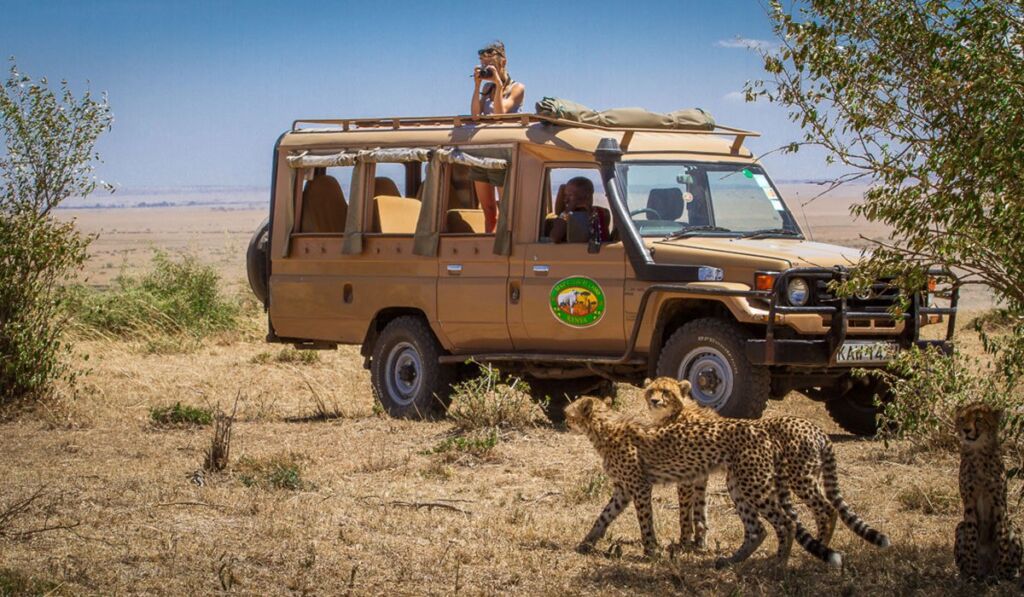 Tourists in a safari jeep watching cheetahs in Masai Mara National Reserve, Kenya.
