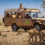 Tourists in a safari jeep watching cheetahs in Masai Mara National Reserve, Kenya.
