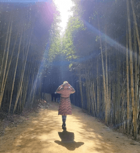 JUKNOKWON BAMBOO FOREST A person walking along a serene pathway lined with towering bamboo trees, sunlight filtering through the canopy, casting gentle shadows on the ground.